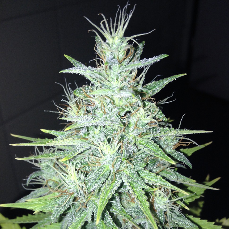 Семена ганжа  Tutankhamon feminised Ganja Seeds