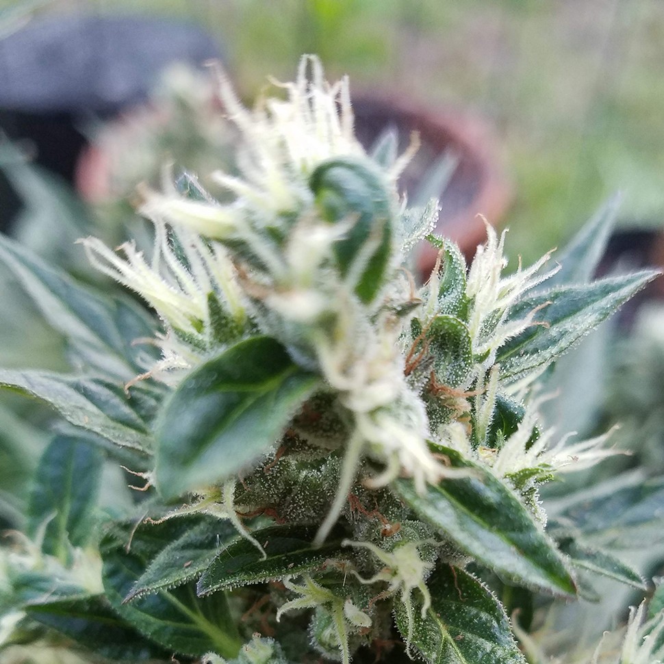 Семена  Auto Afghani regular Ganja Seeds