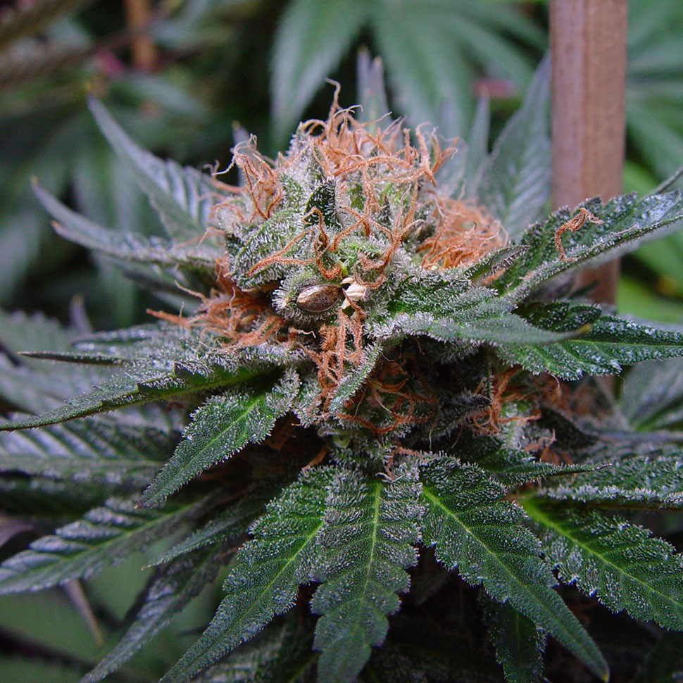 где купить семена конопли Auto Talkan feminised