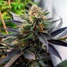 Auto Talkan feminised Bang Seeds