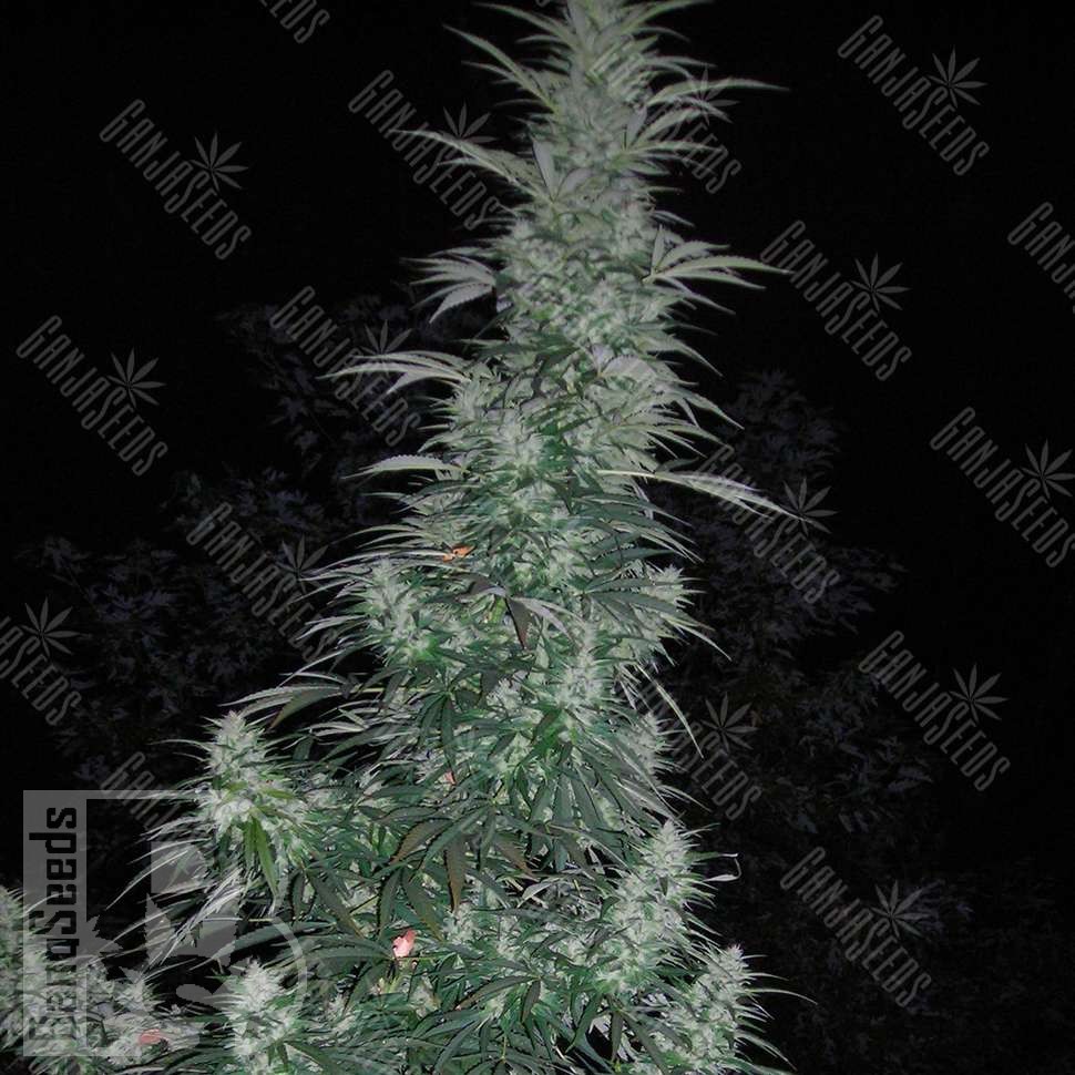 Семена ганжа  Auto Panama Lime feminised Ganja Seeds