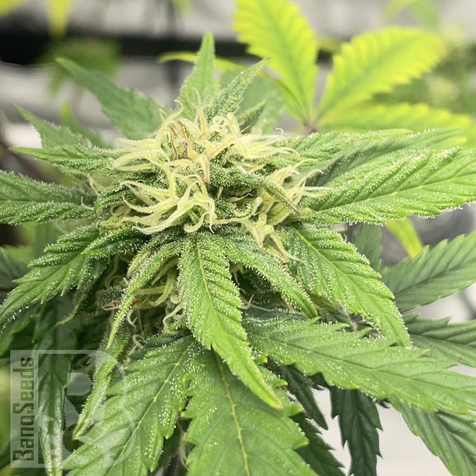 Auto Jealousy Z XL feminised Ganja Seeds