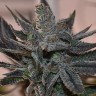 Семена каннабиса  Silver Haze regular Ganja Seeds