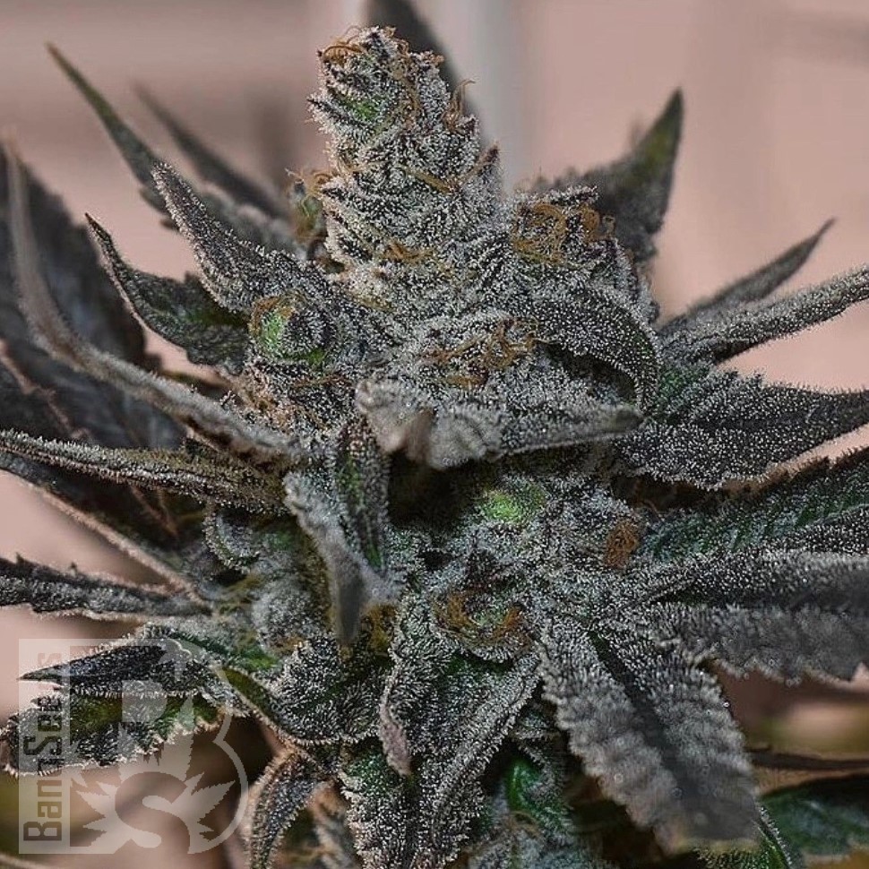 Семена каннабиса  Silver Haze regular Ganja Seeds