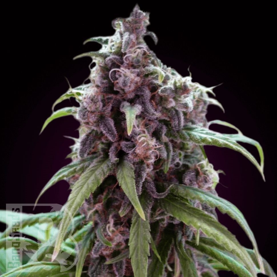 Семена каннабиса  Silver Haze regular Ganja Seeds