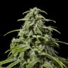 Early Skunk x AK feminised Ganja Seeds
