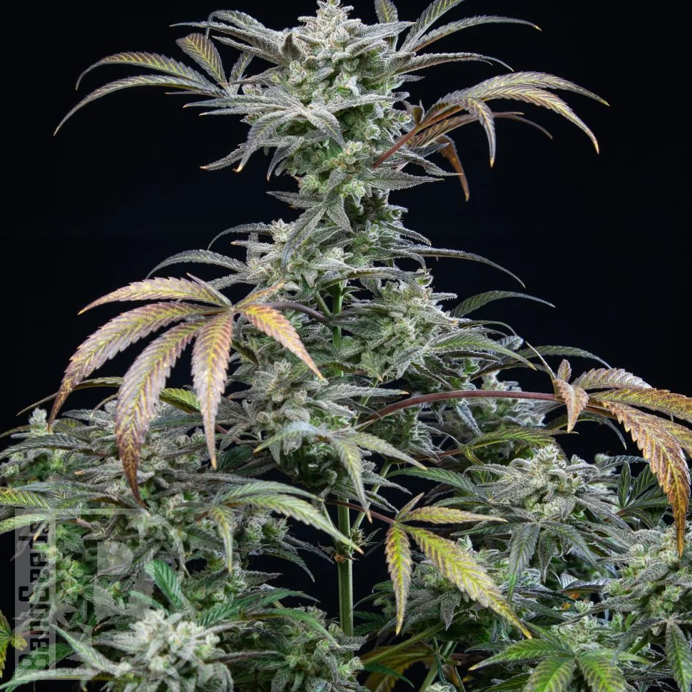 Семена конопли  Auto Tengiz feminised Bang Seeds