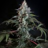 Семена конопли  Auto Tengiz feminised Bang Seeds