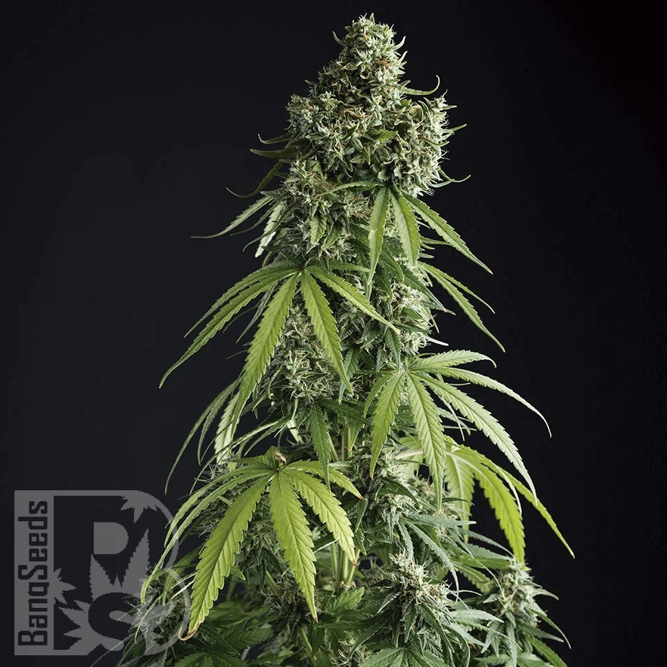 Семена конопли  Auto Tengiz feminised Bang Seeds