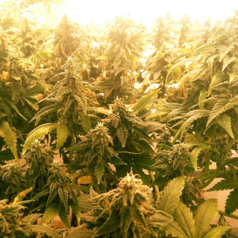 Купить семена безопасно и быстро Pablo Escobar feminised Ganja Seed