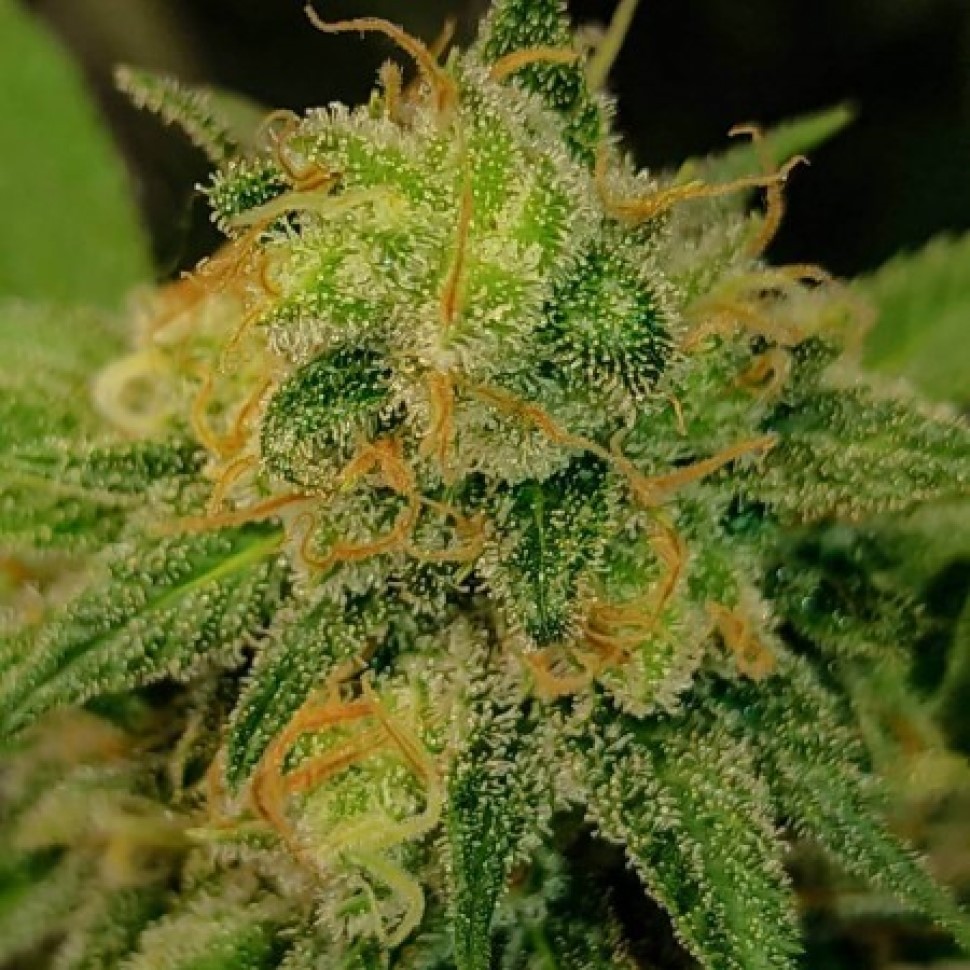 Лучшие семена Pablo Escobar  