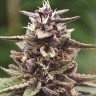 Семена конопли  Auto Purple Sunset feminised Ganja Seeds
