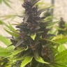 Семена конопли  Auto Purple Sunset feminised Ganja Seeds
