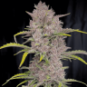 Семена конопли  Auto Purple Sunset feminised Ganja Seeds