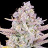 Семена конопли  Auto Purple Sunset feminised Ganja Seeds