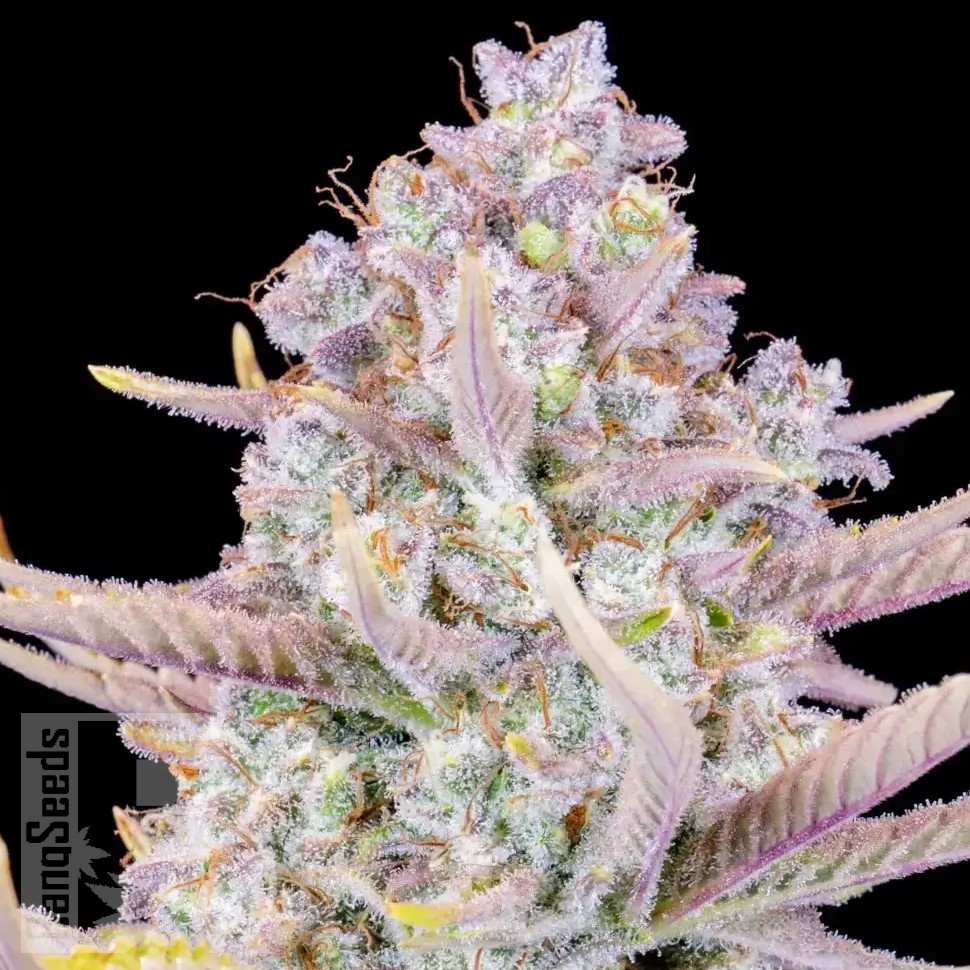 Семена конопли  Auto Purple Sunset feminised Ganja Seeds