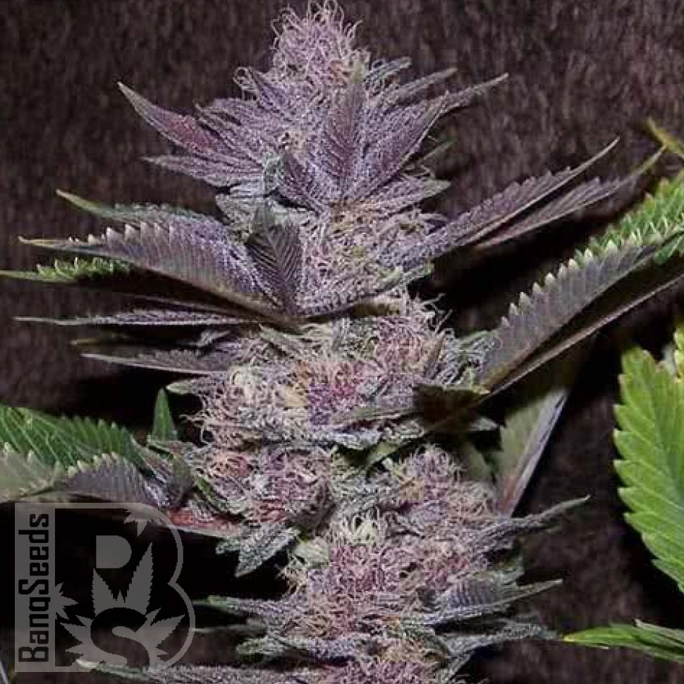 Семена конопли  Auto Purple Sunset feminised Ganja Seeds