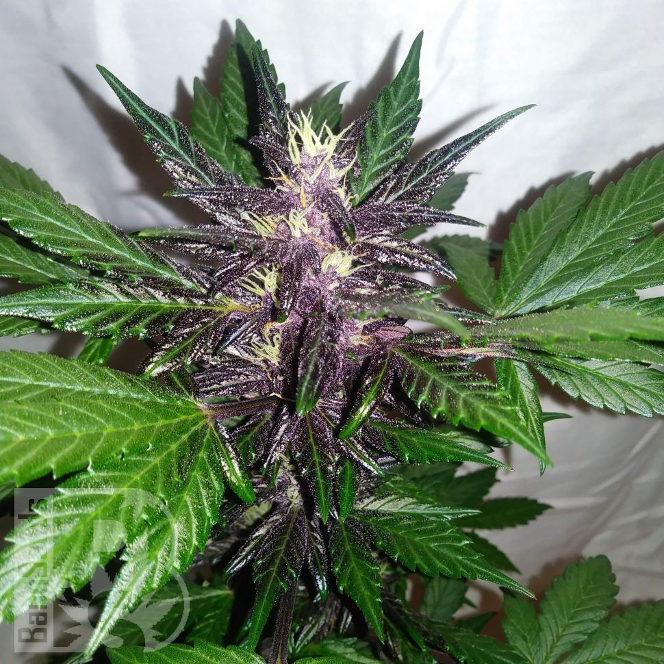 Auto Purple Punch feminised Ganja Seeds