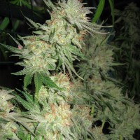 G13 Skunk feminised Ganja Seeds