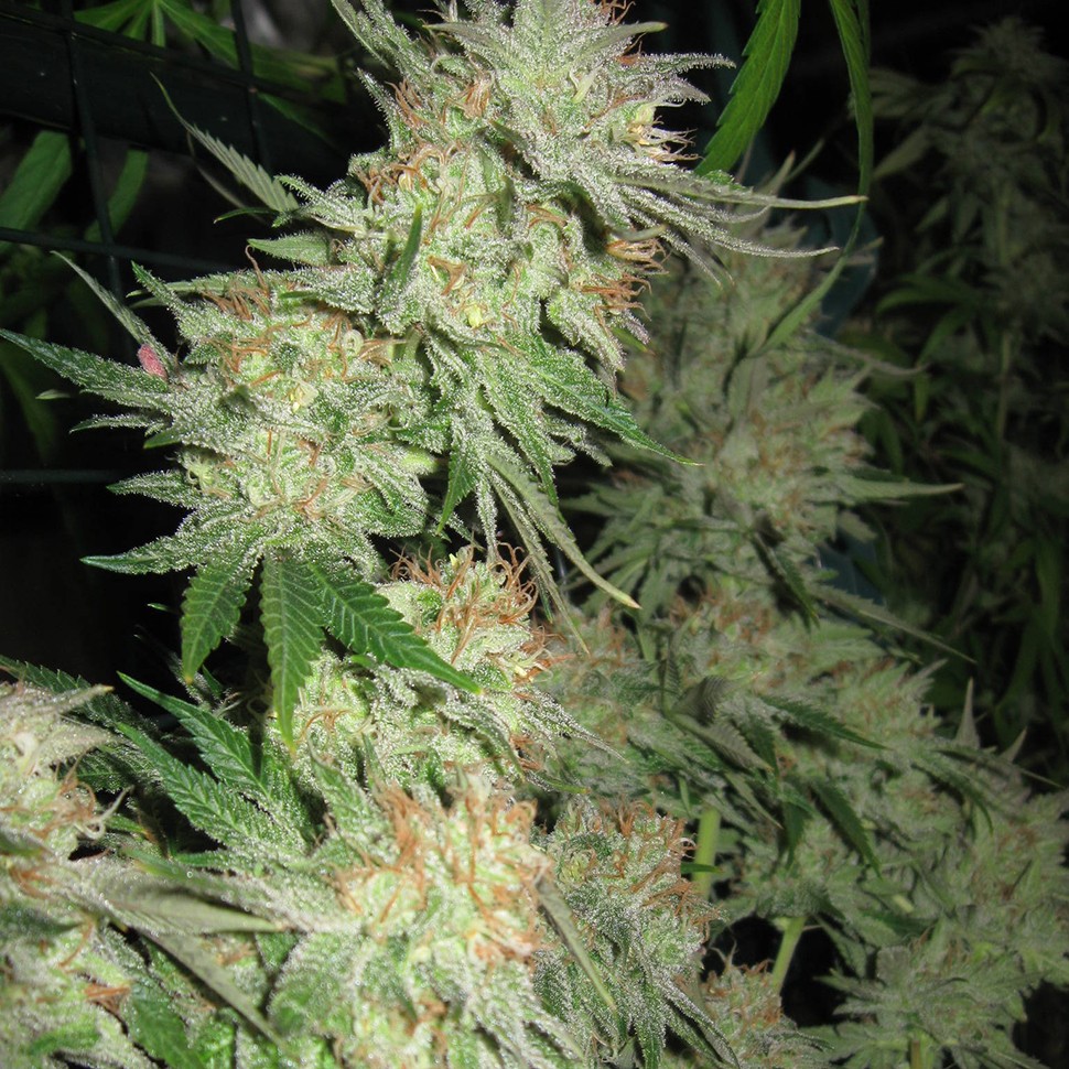 Семена каннабиса  G13 Skunk feminised Ganja Seeds