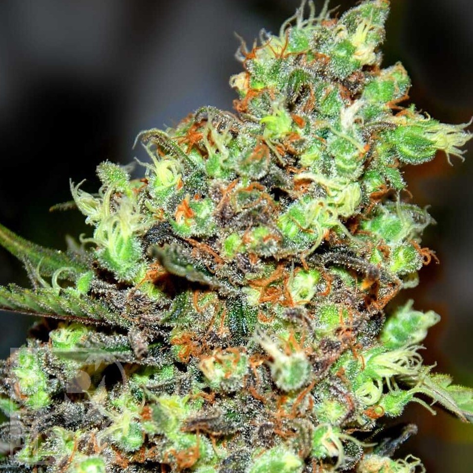 Семена каннабиса  G13 Skunk feminised Ganja Seeds