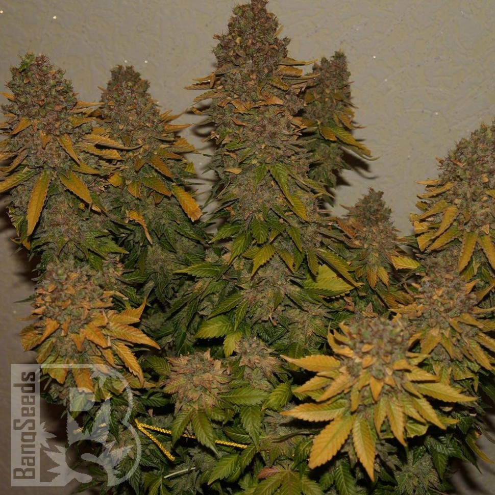Семена каннабиса  G13 Skunk feminised Ganja Seeds