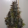 Auto Tobol feminised Bang Seeds