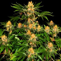 Purple Punch feminised Ganja Seeds