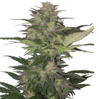 Auto Red Dwarf feminised Ganja Seeds