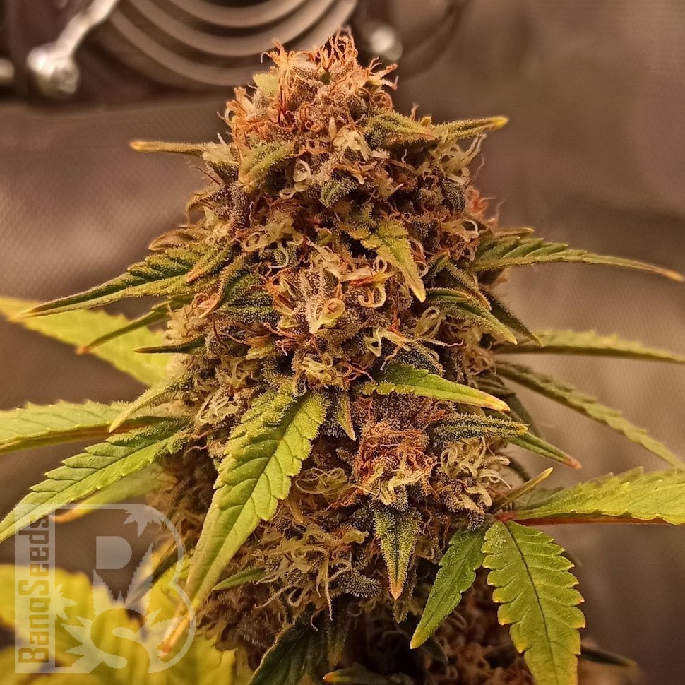 Семена марихуаны  Auto Red Dwarf feminised Ganja Seeds