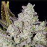 Семена марихуаны Auto Gorilla Cookies feminised Ganja Seeds Семена марихуаны Auto Gorilla Cookies feminised Ganja Seeds
