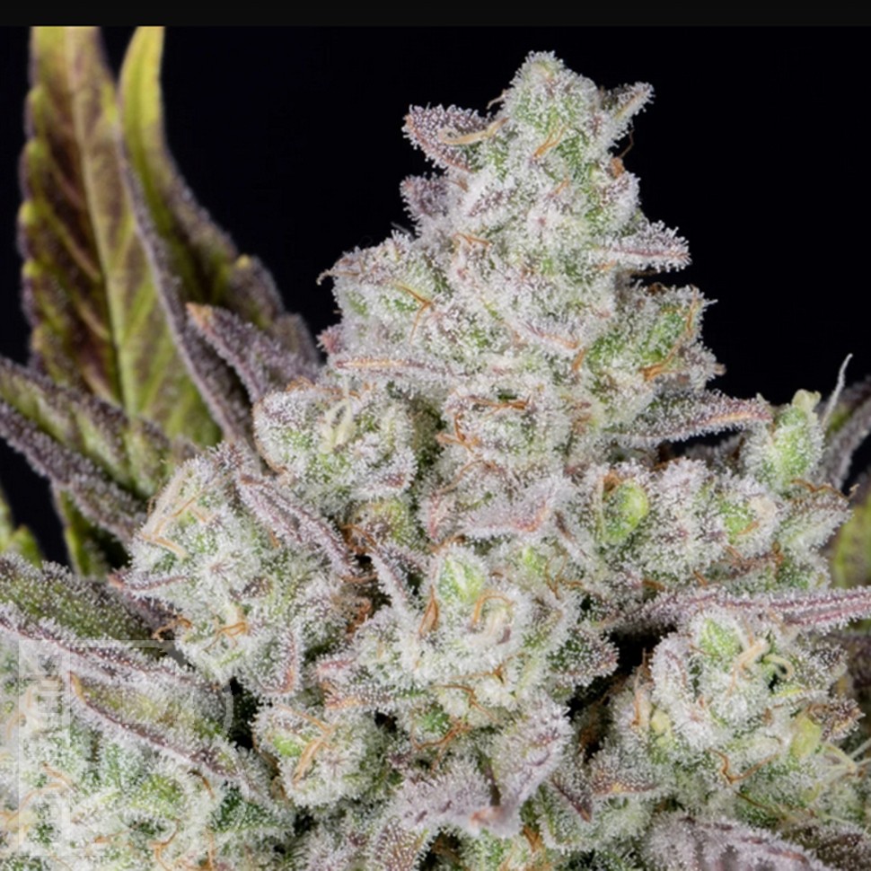 Семена марихуаны Auto Gorilla Cookies feminised Ganja Seeds