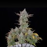Семена марихуаны Auto Gorilla Cookies feminised Ganja Seeds Семена марихуаны Auto Gorilla Cookies feminised Ganja Seeds