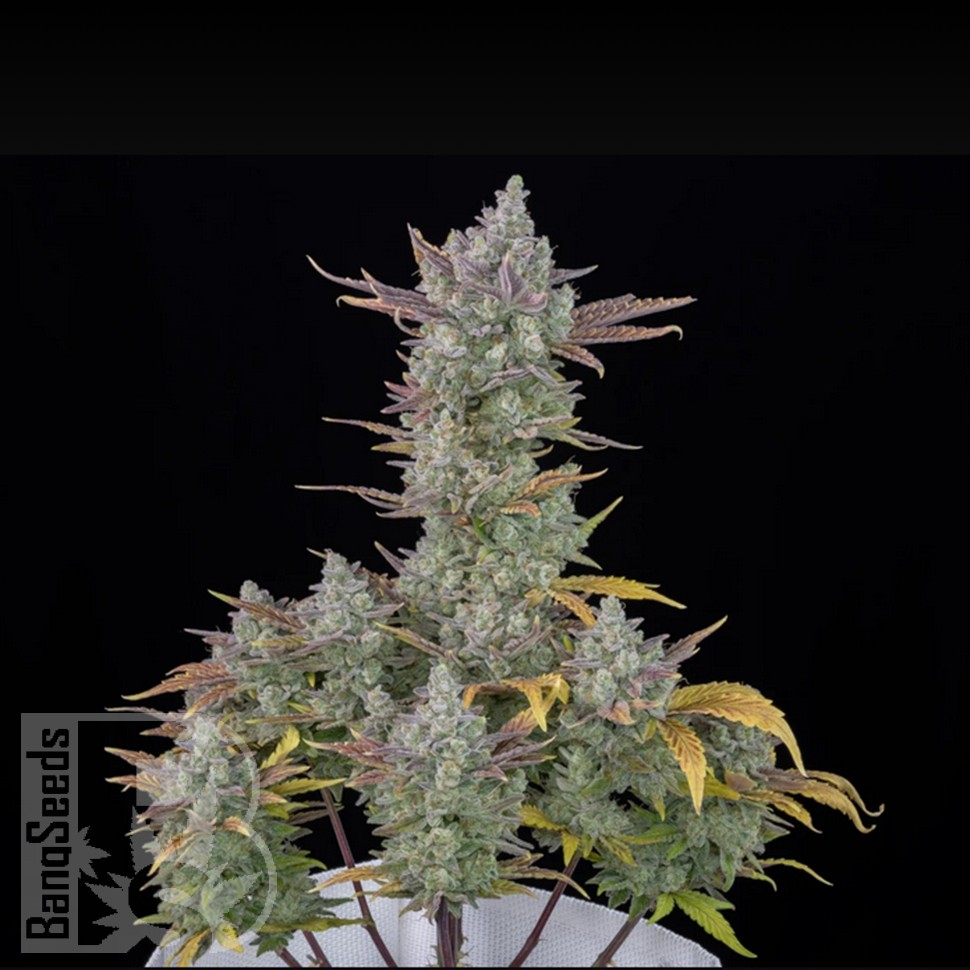 Семена марихуаны Auto Gorilla Cookies feminised Ganja Seeds Семена марихуаны Auto Gorilla Cookies feminised Ganja Seeds