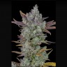 Семена марихуаны Auto Gorilla Cookies feminised Ganja Seeds Семена марихуаны Auto Gorilla Cookies feminised Ganja Seeds