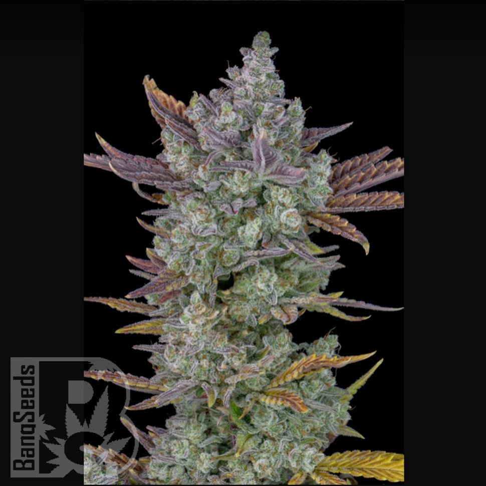 Семена марихуаны Auto Gorilla Cookies feminised Ganja Seeds Семена марихуаны Auto Gorilla Cookies feminised Ganja Seeds