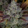 Семена марихуаны Auto Gorilla Cookies feminised Ganja Seeds Семена марихуаны Auto Gorilla Cookies feminised Ganja Seeds