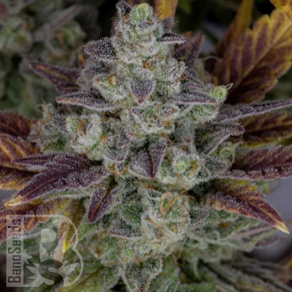 Семена марихуаны Auto Gorilla Cookies feminised Ganja Seeds Семена марихуаны Auto Gorilla Cookies feminised Ganja Seeds
