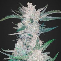 Auto Mexican Airlines regular Ganja Seeds