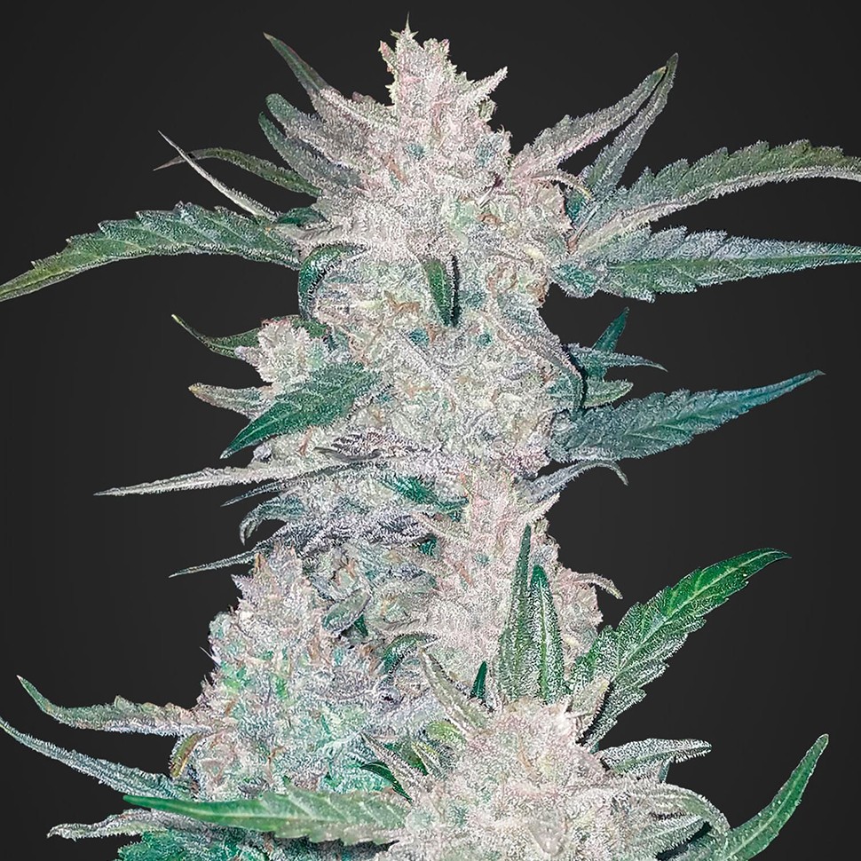 Семена марихуаны  Auto Mexican Airlines regular Ganja Seeds