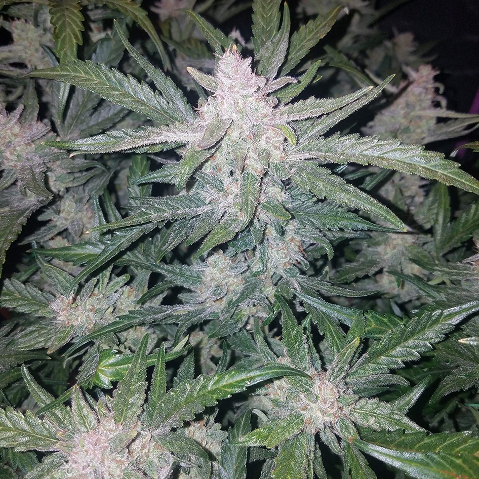 заказать семена конопли почтой Auto Mexican Airlines regular