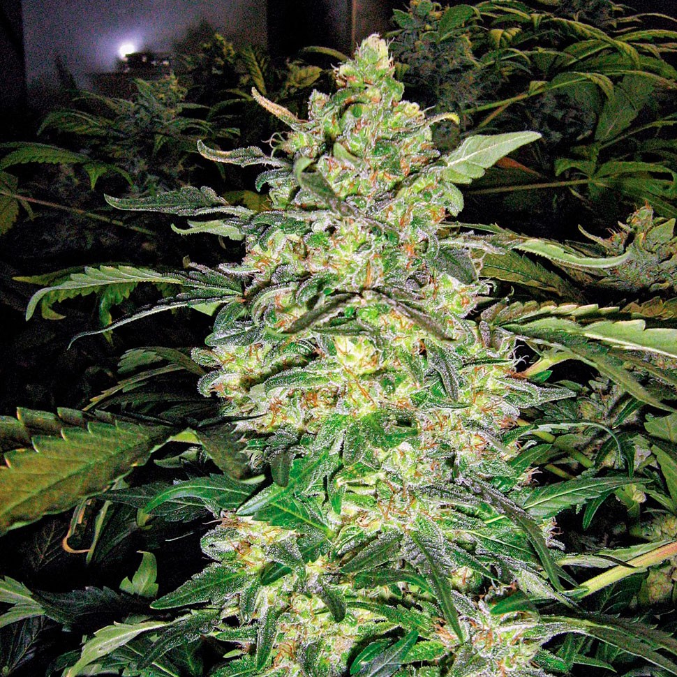 Семена марихуаны  Great White Shark feminised Ganja Seeds