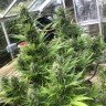 Семена марихуаны  Auto Turgai feminised Bang Seeds