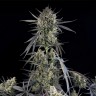 Auto Pound Cake feminised Ganja Seeds