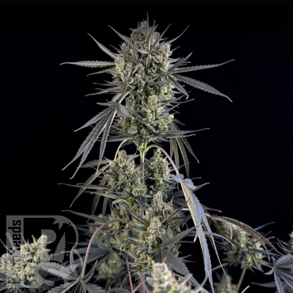 Семена марихуаны Auto Pound Cake feminised Ganja Seeds
