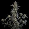Семена марихуаны Auto Pound Cake feminised Ganja Seeds Семена марихуаны Auto Pound Cake feminised Ganja Seeds