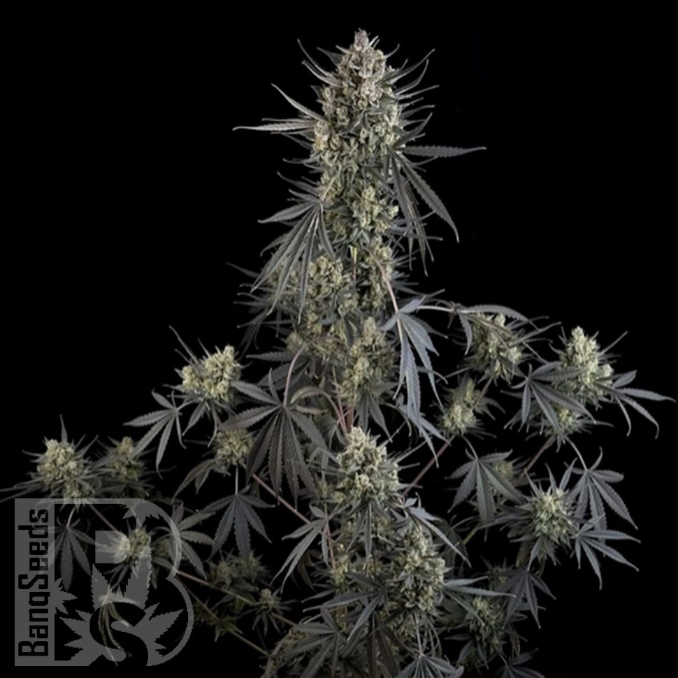 Семена марихуаны Auto Pound Cake feminised Ganja Seeds Семена марихуаны Auto Pound Cake feminised Ganja Seeds