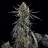 Семена марихуаны Auto Pound Cake feminised Ganja Seeds Семена марихуаны Auto Pound Cake feminised Ganja Seeds