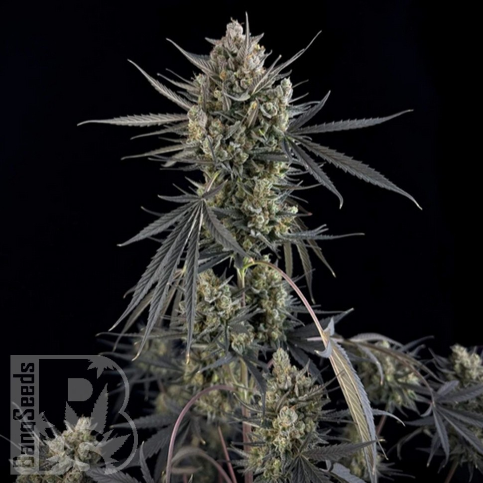 Семена марихуаны Auto Pound Cake feminised Ganja Seeds Семена марихуаны Auto Pound Cake feminised Ganja Seeds