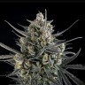 Семена марихуаны Auto Pound Cake feminised Ganja Seeds Семена марихуаны Auto Pound Cake feminised Ganja Seeds